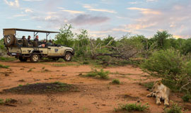 Lion sighting on a game drive with Madikwe River Lodge