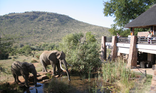 Elephants at the waterhole below Kwa Maritane Bush Lodge