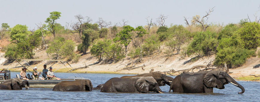 A chobe river safari with elephants in the water