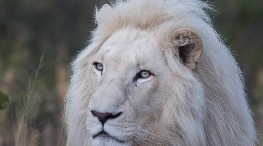 White Lion
